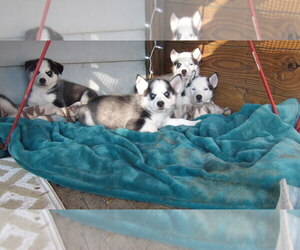 Siberian Husky Puppy for sale in MUNCIE, IN, USA