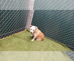 Small Mutt