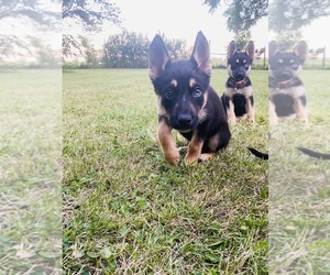 German Shepherd Dog-Siberian Husky Mix Puppy for sale in PLAINFIELD, IN, USA
