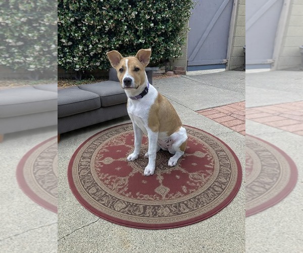 Medium Photo #1 Mutt Puppy For Sale in Menifee, CA, USA