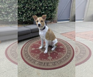Mutt Dogs for adoption in Menifee, CA, USA