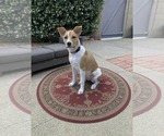 Small Mutt