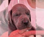 Small Photo #4 Great Dane Puppy For Sale in IDAHO FALLS, ID, USA