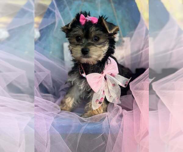 Medium Photo #1 Yorkshire Terrier Puppy For Sale in KEITHVILLE, LA, USA