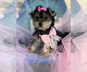 Yorkshire Terrier Puppy for Sale in KEITHVILLE, Louisiana USA