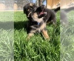 Small Photo #4 German Shepherd Dog Puppy For Sale in CRKD RVR RNCH, OR, USA