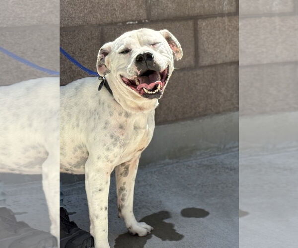 Medium Photo #2 American Pit Bull Terrier Puppy For Sale in Salinas, CA, USA
