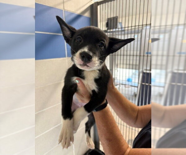 Medium Photo #1 Labsky Puppy For Sale in Burbank, CA, USA