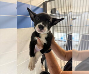 Labsky Dogs for adoption in Burbank, CA, USA