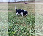 Small #16 Beagle