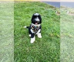 Small Photo #3 Bernedoodle Puppy For Sale in FLEMINGTON, NJ, USA