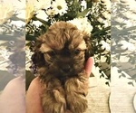 Small Photo #6 ShihPoo Puppy For Sale in ANDERSON, SC, USA