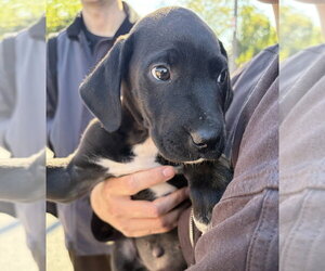 Bumble - Female Great Dane-Labrador Retriever Mix Dog for Adoption - Photo #2