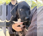 Small Photo #2 Great Dane-Labrador Retriever Mix Puppy For Sale in Brooklyn, NY, USA