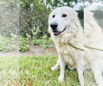Small #1 Great Pyrenees