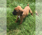 Small #1 Boxer