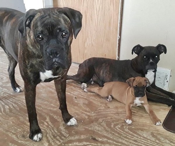 View Ad Boxer Puppy for Sale near Minnesota, CHASKA, USA