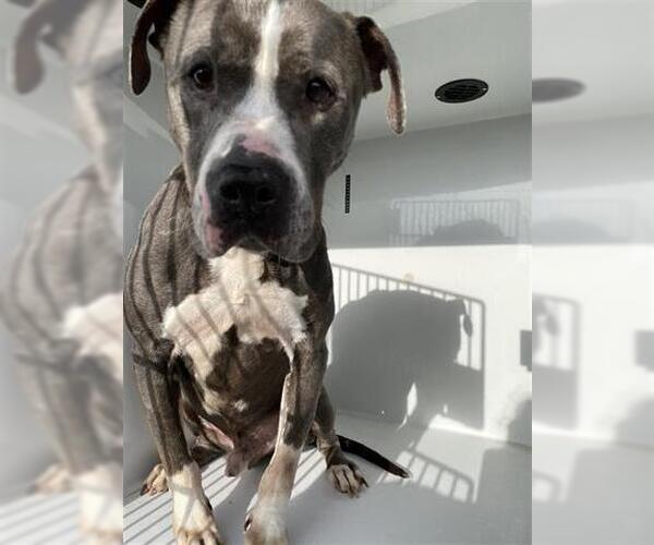 Medium Photo #1 American Pit Bull Terrier-Unknown Mix Puppy For Sale in Houston, TX, USA