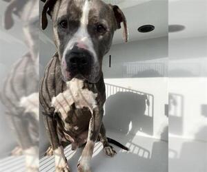 American Pit Bull Terrier-Unknown Mix Dogs for adoption in Houston, TX, USA