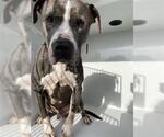 Small American Pit Bull Terrier Mix