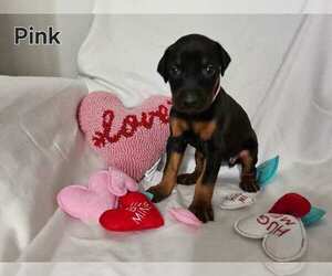 Doberman Pinscher Puppy for sale in CLINTON, OH, USA