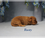 Small #4 Cavalier King Charles Spaniel
