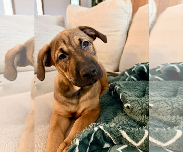 Medium Photo #2 Colonial Cocker Spaniel-Labrador Retriever Mix Puppy For Sale in St. Louis Park, MN, USA