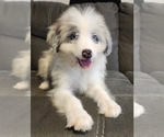 Small #2 Aussiedoodle Miniature 