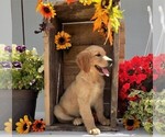 Small Photo #3 Golden Retriever Puppy For Sale in FREDERICKSBURG, OH, USA