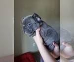 Small Photo #15 French Bulldog Puppy For Sale in GRAHAM, WA, USA