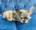 Small Photo #12 French Bulldog Puppy For Sale in BOSTON, MA, USA