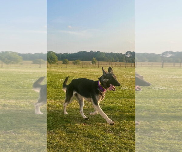 Medium Photo #4 German Shepherd Dog Puppy For Sale in New Hill, NC, USA