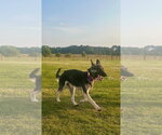 Small #3 German Shepherd Dog