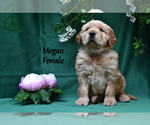 Puppy Megan English Cream Golden Retriever