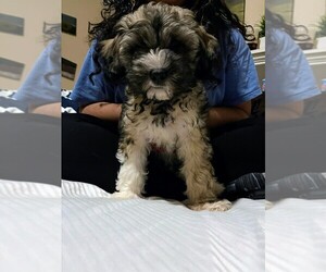 Maltipoo Puppy for sale in STAFFORD, TX, USA