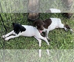 Small Photo #3 German Shorthaired Pointer Puppy For Sale in MORTON, MS, USA