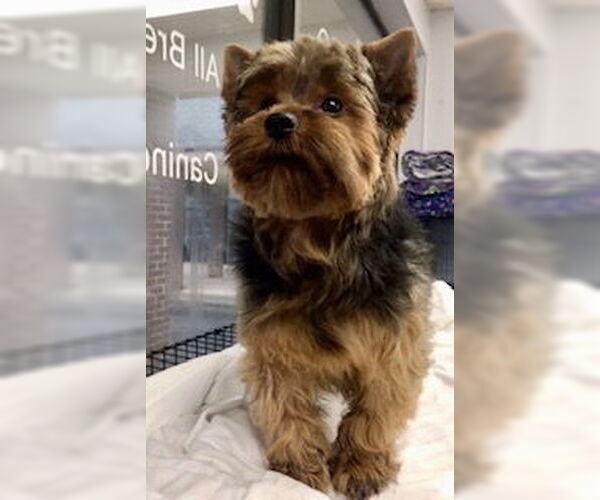 Medium Photo #3 Mutt Puppy For Sale in Lincolnwood, IL, USA