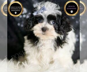 Maltipoo Puppy for sale in WARSAW, IN, USA