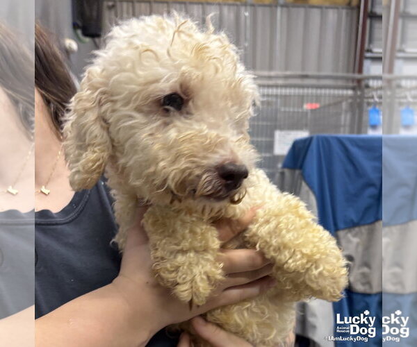 Medium Photo #2 Poodle (Miniature)-Unknown Mix Puppy For Sale in Washington, DC, USA