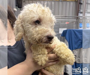 Mutt Dogs for adoption in Washington, DC, USA