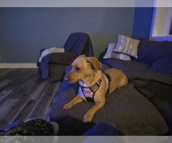 Medium Photo #3 Basset Hound-Labrador Retriever Mix Puppy For Sale in Morganville, NJ, USA