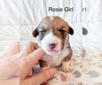 Small #6 Pembroke Welsh Corgi