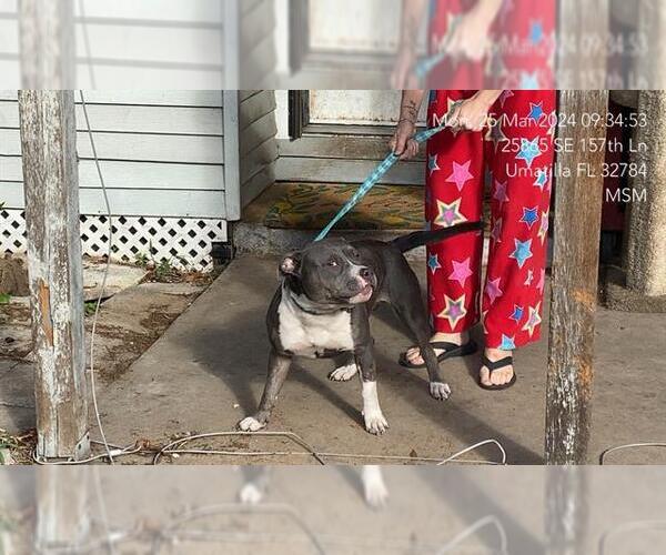 Medium Photo #1 Staffordshire Bull Terrier-Unknown Mix Puppy For Sale in Ocala, FL, USA