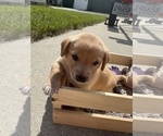 Puppy Pooh Bear Beagle-Shiba Inu Mix