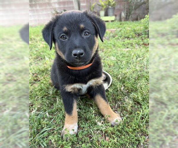 Medium Photo #2 Mutt Puppy For Sale in Riverside, CA, USA