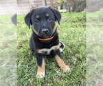 Small #1 Mutt