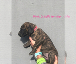 Small Photo #2 Great Dane Puppy For Sale in GREENBRIER, TN, USA