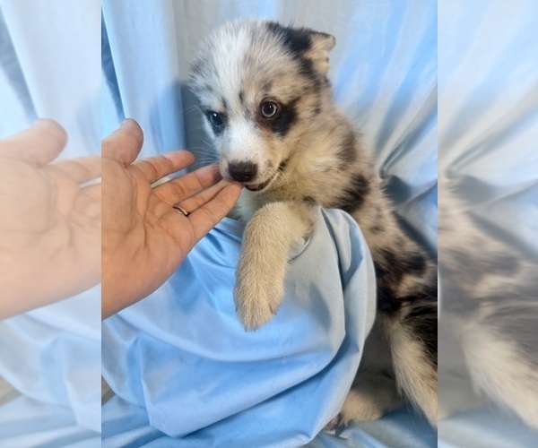 Medium Photo #2 Pomsky-Shiba Inu Mix Puppy For Sale in NASHUA, NH, USA