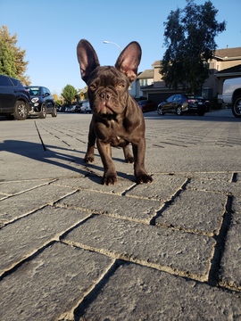 Medium Photo #10 French Bulldog Puppy For Sale in INGLEWOOD, CA, USA