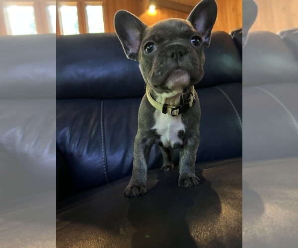Medium Photo #5 French Bulldog Puppy For Sale in NEWARK, OH, USA